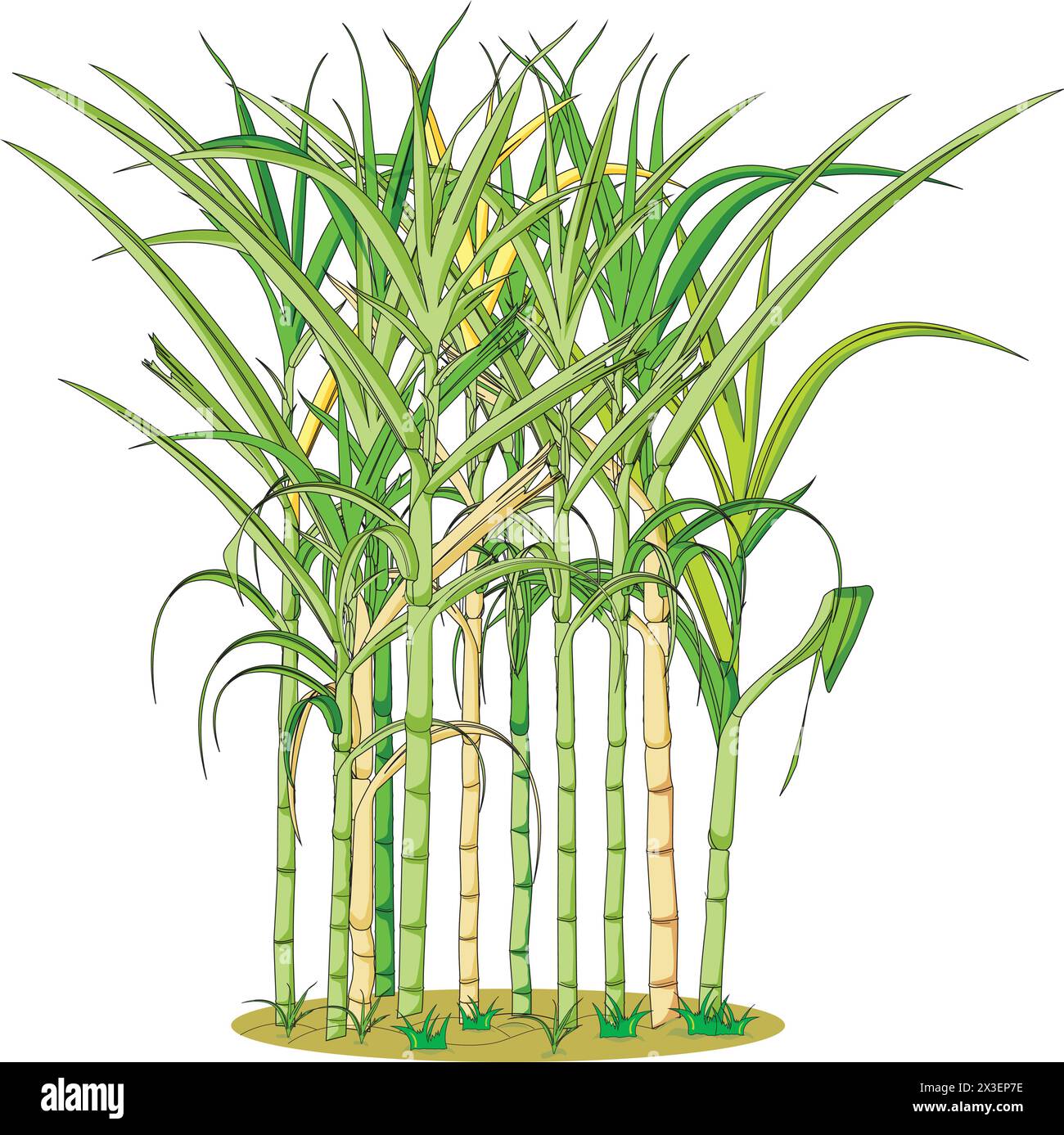 Illustration vectorielle isolée de plante de canne à sucre Illustration de Vecteur