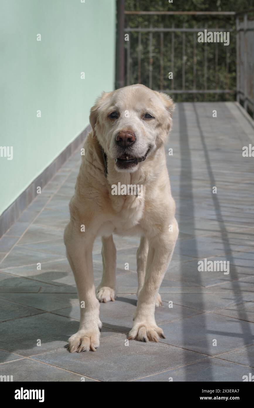 Chien Labrador retriever âgé de 14 ans en terrasse de sa maison Banque D'Images