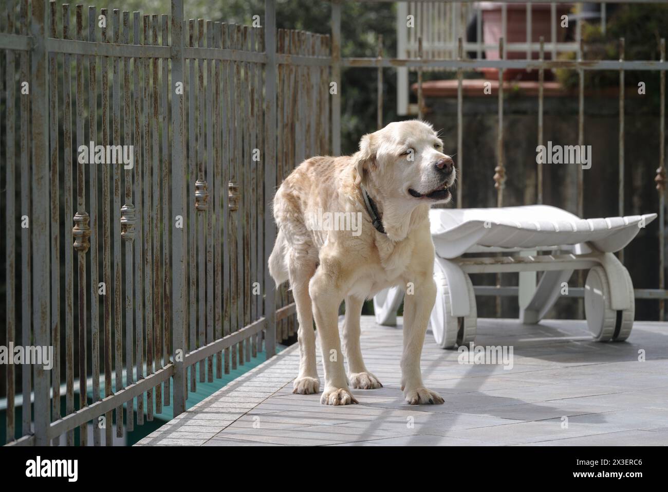 Chien Labrador retriever âgé de 14 ans en terrasse de sa maison Banque D'Images