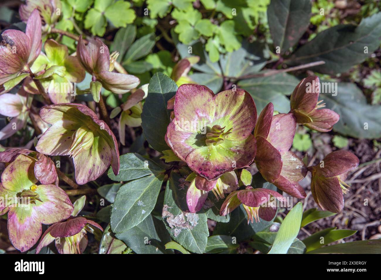 Gros plan d'une rose de Noël au printemps, Helleborus niger Banque D'Images
