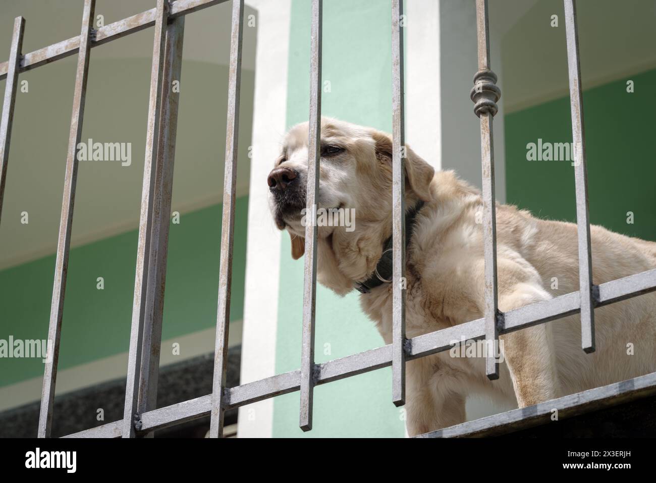 Chien Labrador retriever âgé de 14 ans en terrasse de sa maison Banque D'Images