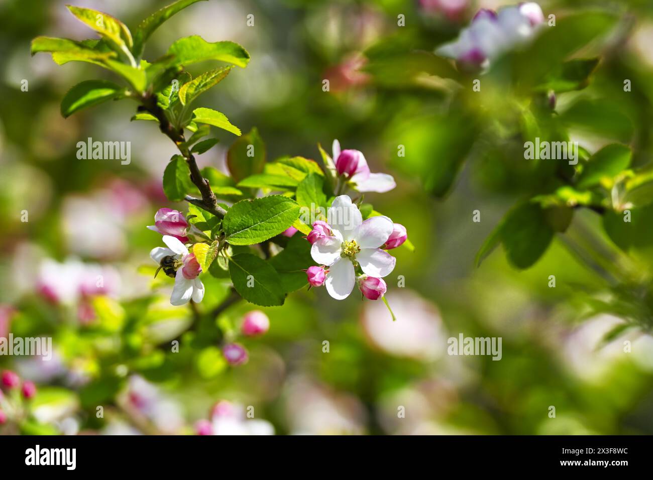 Fleur sur la branche d'un pommier, Malus domestica Banque D'Images