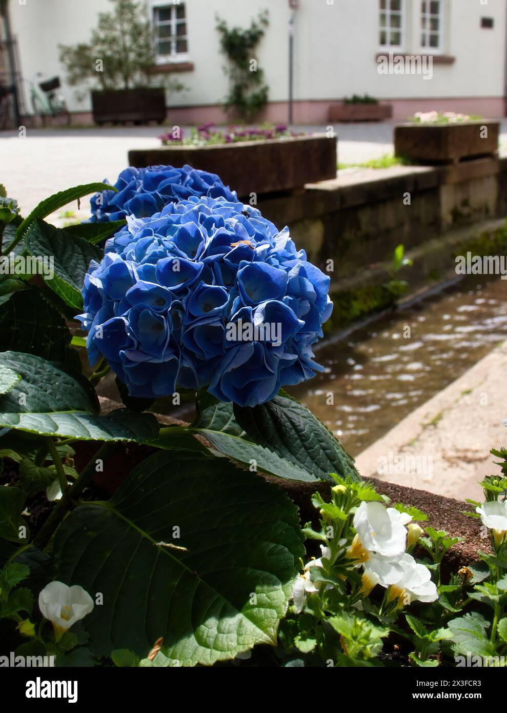 Weinheim, Allemagne - 19 mai 2021 : fleurs d'hortensia bleues poussant près de l'eau dans une rue de Weinheim, Allemagne. Banque D'Images