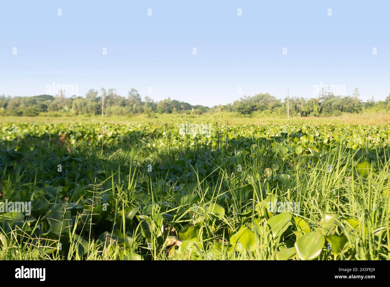 Paysage matinal d'un village bangladais. champ non cultivé. Herbe sur terre basse à Chittagong. Banque D'Images