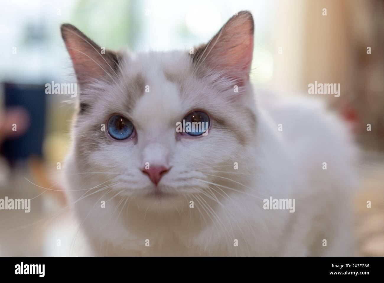Mignon, Ragdoll chat assis sur la table. 7 mois Banque D'Images