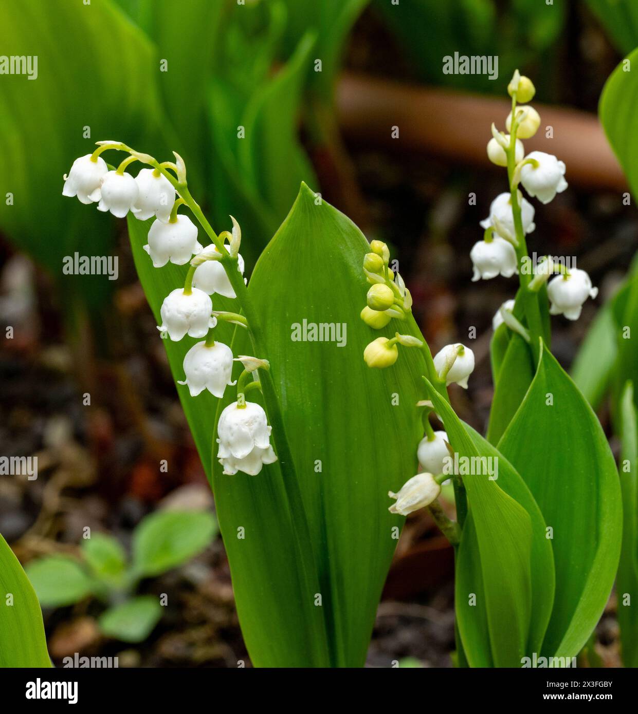 Lys de la vallée fleurs sur fond vert. Convallaria majalis. Banque D'Images