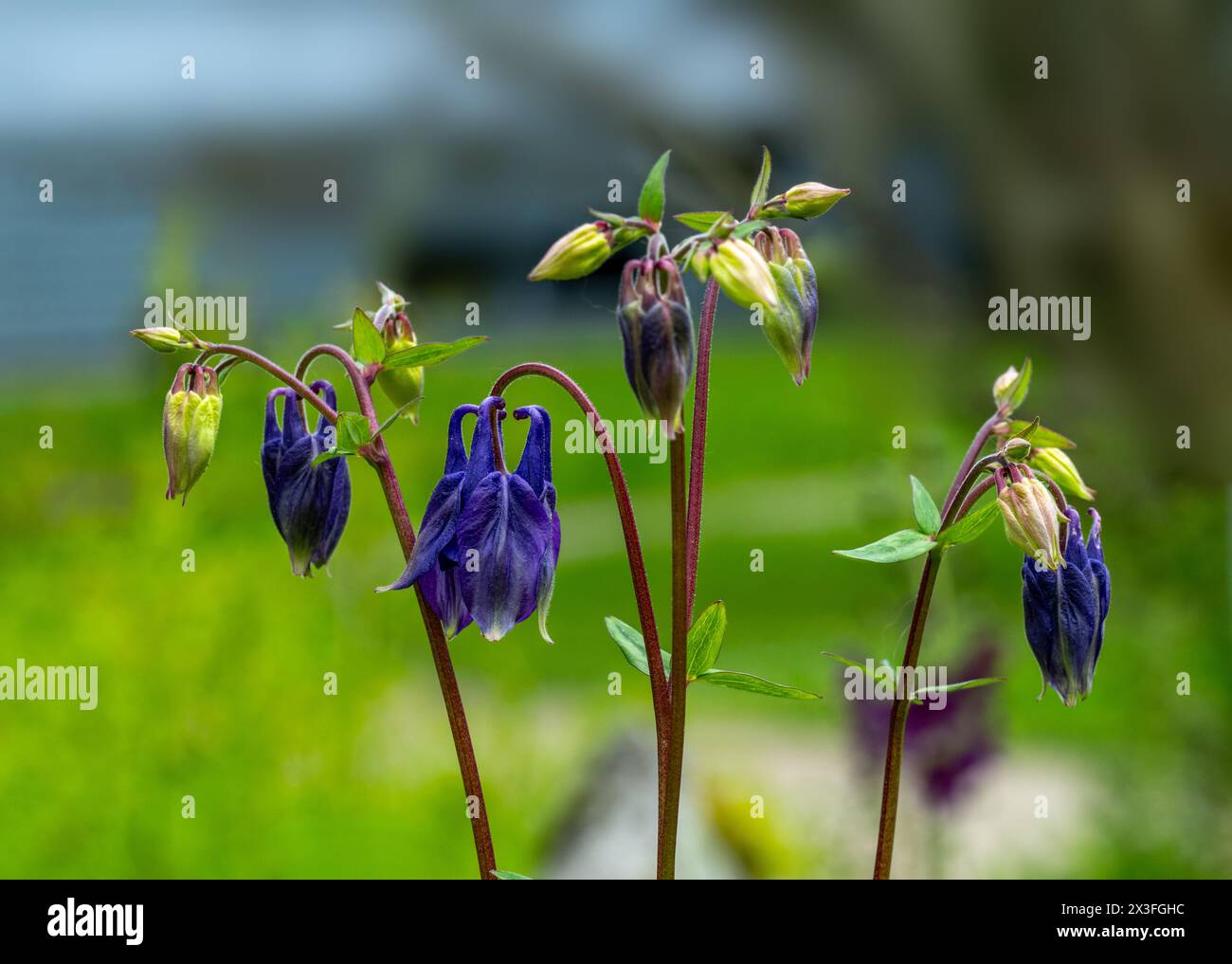 Columbine, Aquilegia vulgaris, plante de jardin, Allemagne Banque D'Images