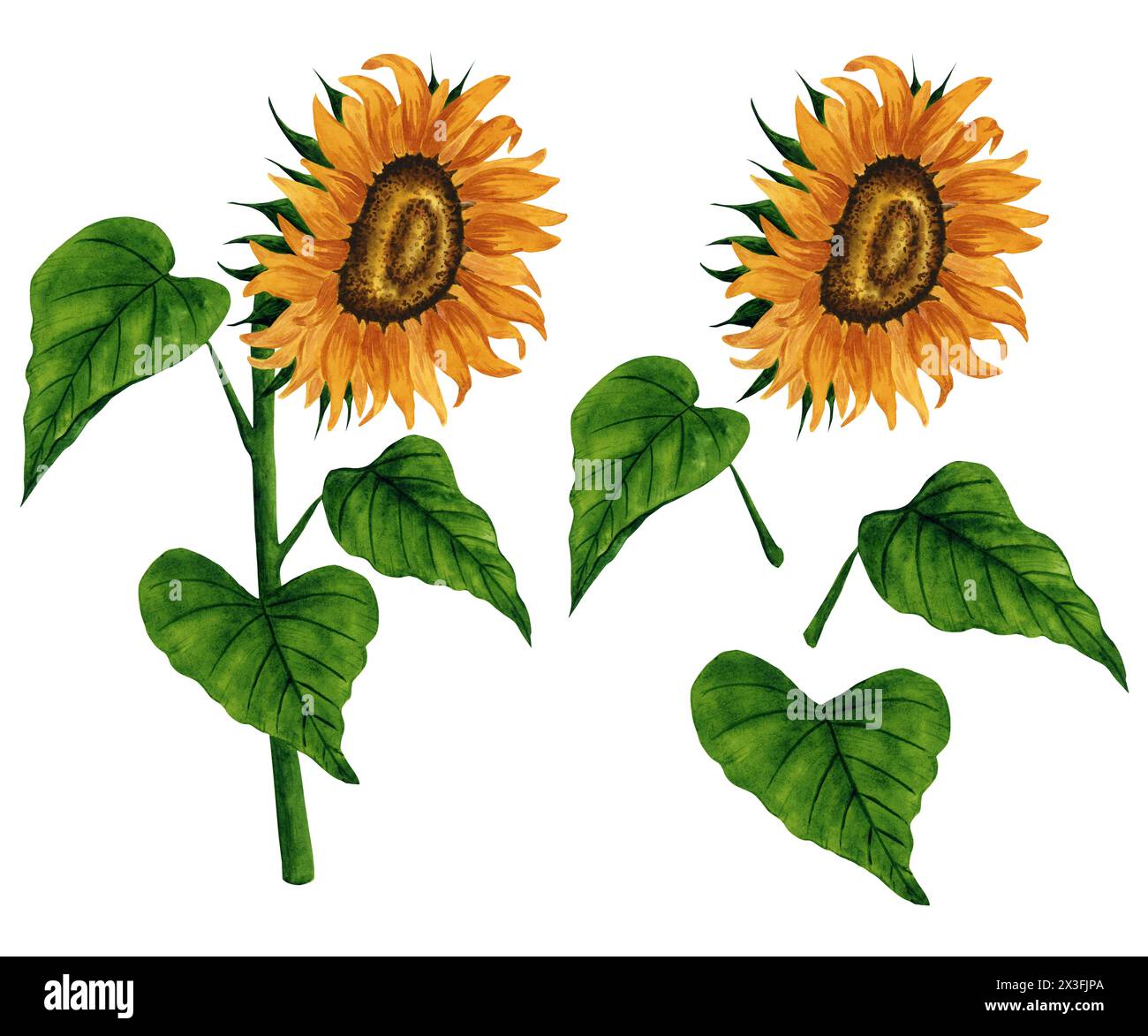 Tournesol aquarelle lumineuse, ensemble clipart isolé sur fond blanc. Illustration florale dessinée à la main. Éléments de conception pour carte postale, carte de voeux Banque D'Images