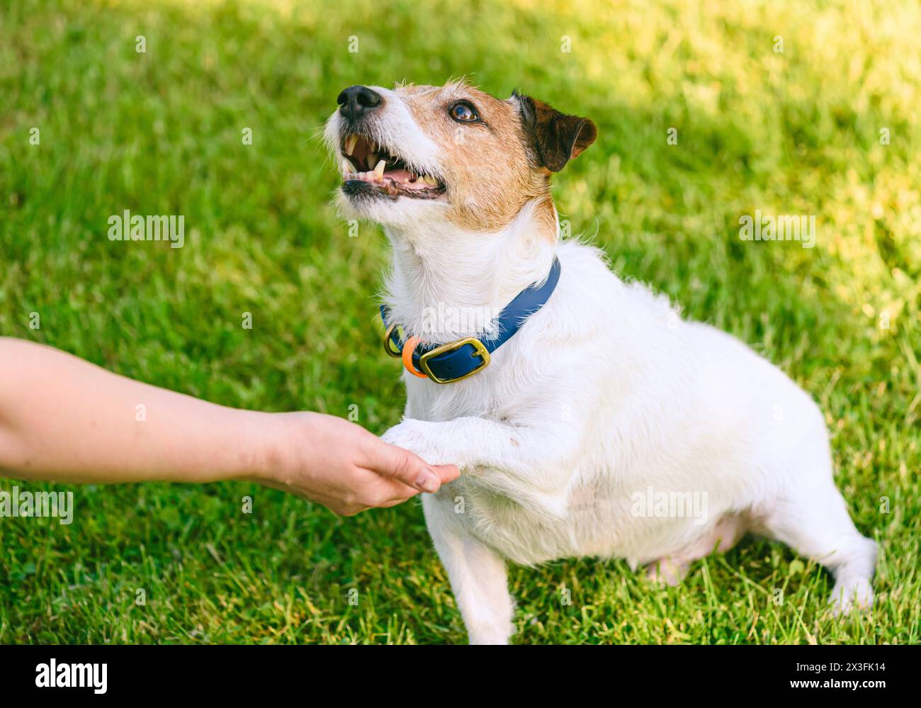 Comment apprendre à un chien à serrer la main. Smart Doggy donne la patte à une personne Banque D'Images