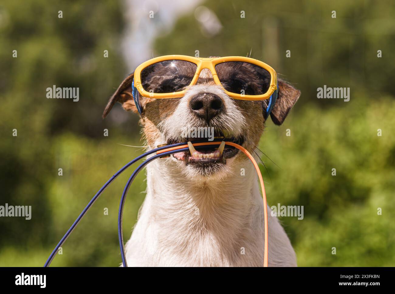 Chien portant des lunettes de soleil tenant la laisse pour aller faire une promenade le jour d'été Banque D'Images