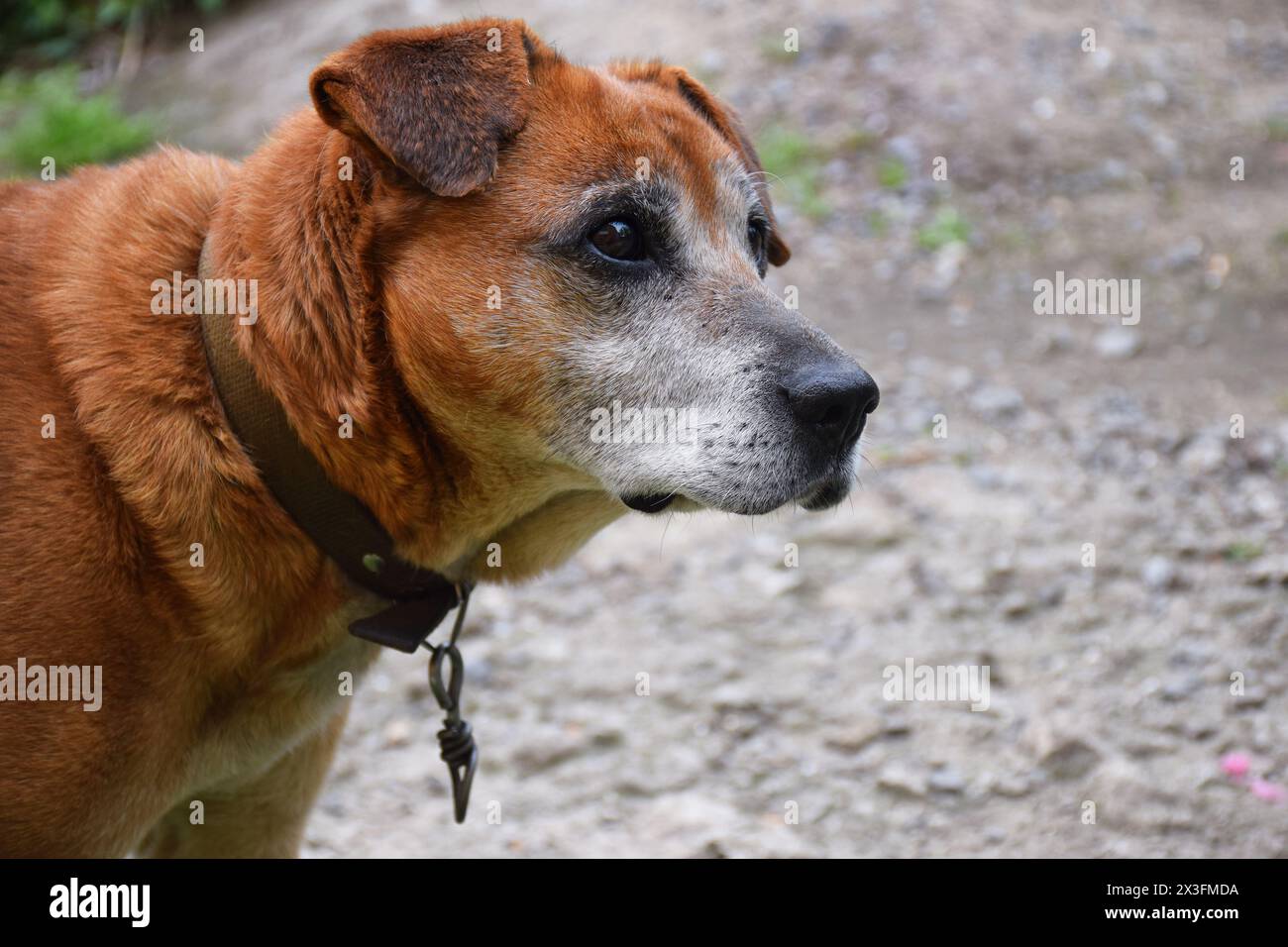 Happy Puppy Welsh Corgi 14 semaines, chien clignant, haletant et assis isolé sur blanc Banque D'Images