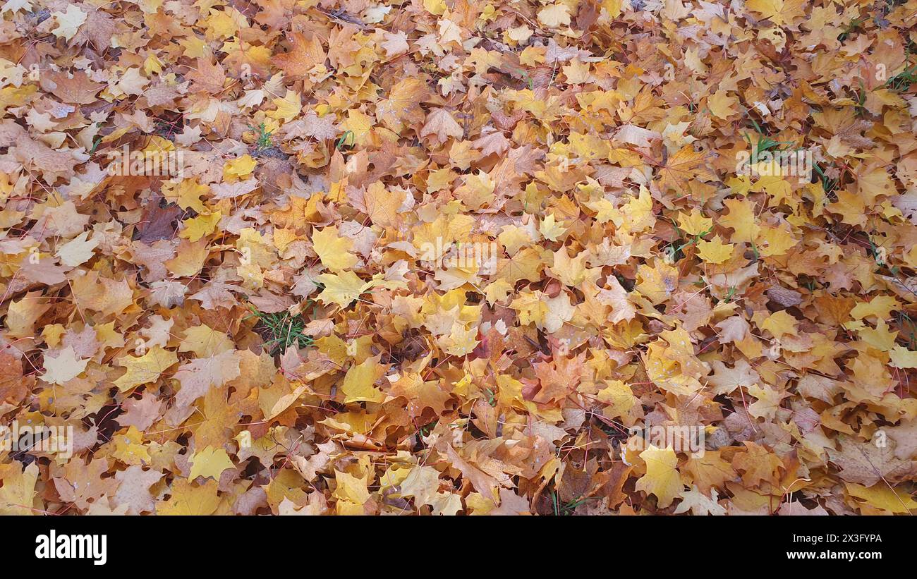 Feuilles jaunes, orange sur le sol dans la grande forêt et l'herbe verte avec des fleurs sèches. Arrière-plan de la nature. Banque D'Images