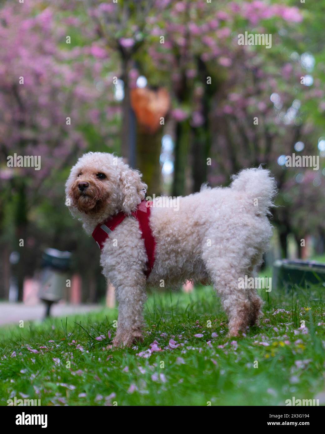 Chien blanc dans la nature avec son collier Banque D'Images