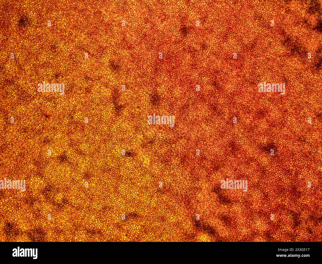 Peau de tomate sous microscope (Solanum lycopersicum) - grossissement au microscope optique x50 Banque D'Images
