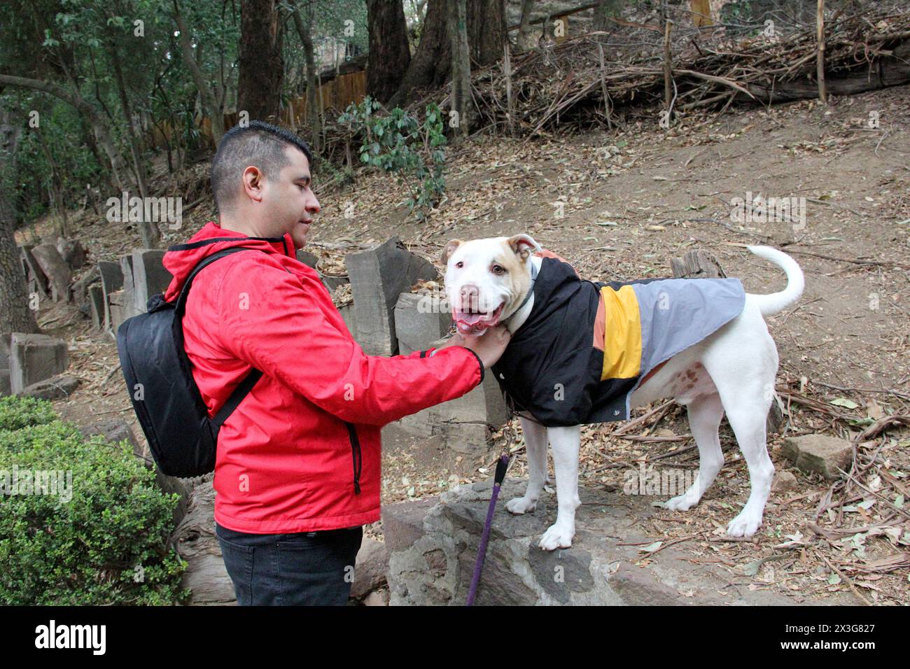 Un homme célibataire divorcé dans les années 40 à la peau foncée Latino se prépare à marcher sous la pluie dans le parc avec son chien de soutien émotionnel Banque D'Images