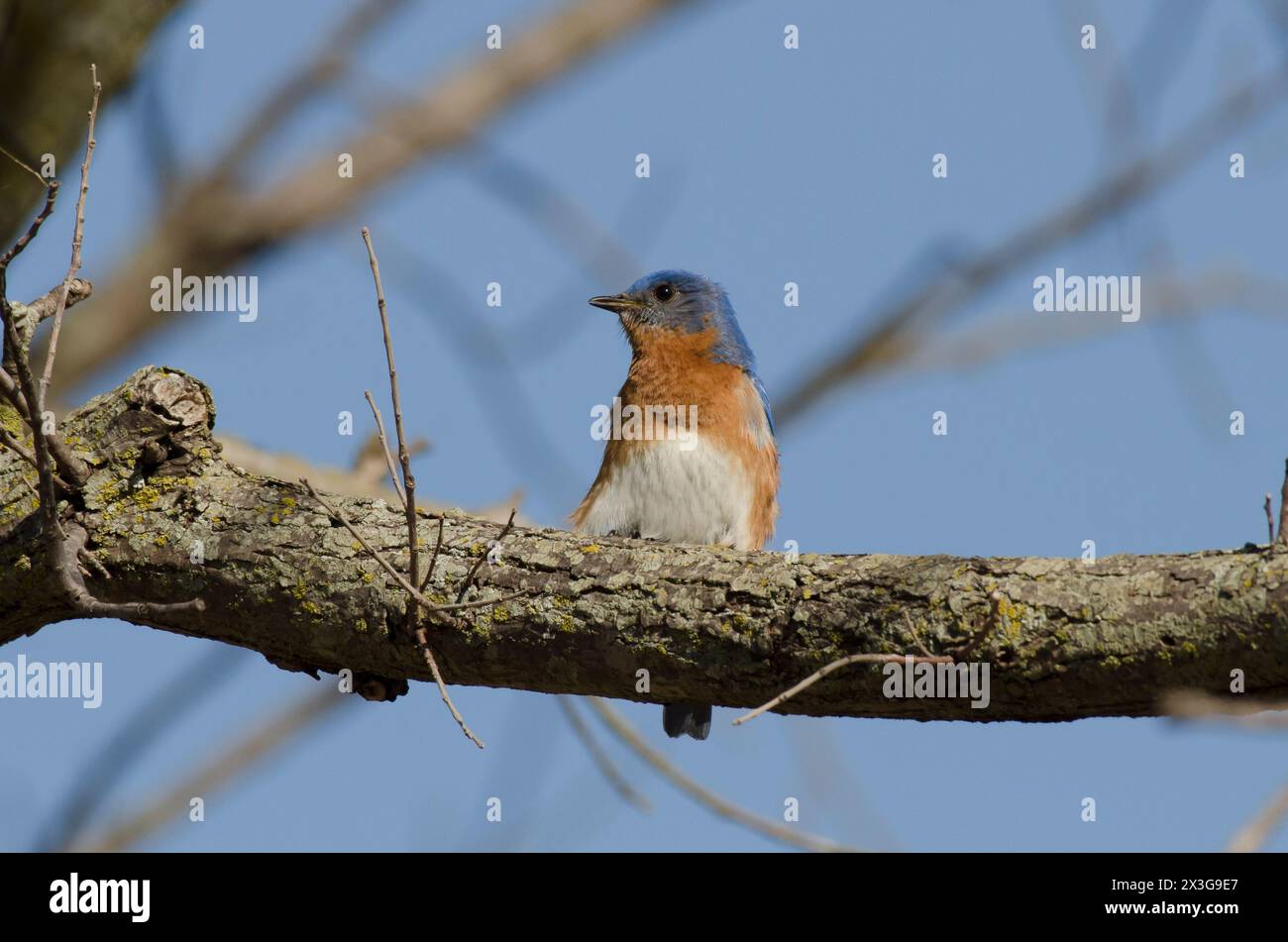 Bluebird oriental, Sialia sialis, mâle Banque D'Images