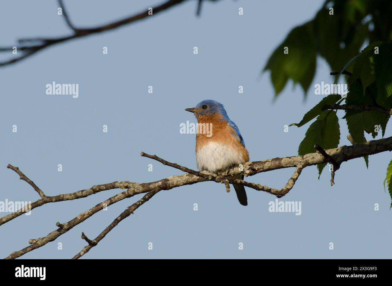 Bluebird oriental, Sialia sialis, mâle Banque D'Images
