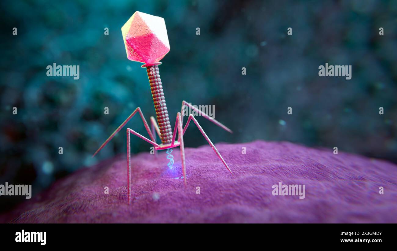 Illustration d'un bactériophage (phage) transférant son ADN (acide désoxyribonucléique) dans une nouvelle cellule hôte bactérienne. La phagothérapie, ou phagothérapie, est l'utilisation thérapeutique des bactériophages pour le traitement des infections bactériennes pathogènes. Banque D'Images