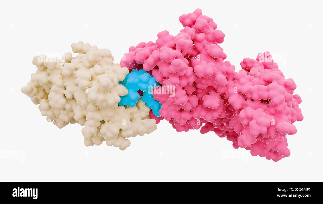 Illustration d'une molécule chimère ciblant la protéolyse (PROTAC) (bleu) en complexe avec BRD4 (crème) et pVHL:ElonginC:ElonginB (rose). Les PROTAC sont de petites molécules constituées de deux composés ligands joints par un lieur qui permettent la dégradation ciblée d'une protéine d'intérêt. Banque D'Images