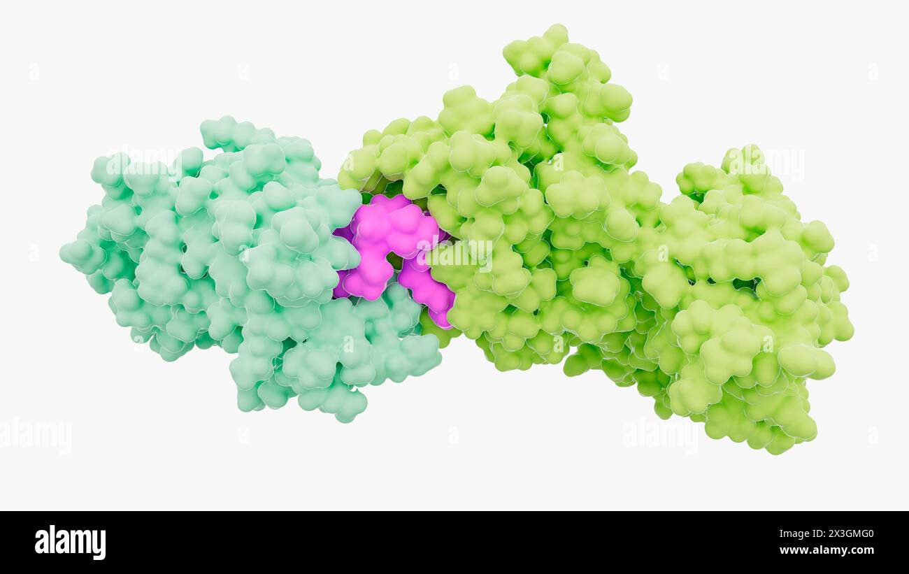 Illustration d'une molécule chimère ciblant la protéolyse (PROTAC) (violet) en complexe avec BRD4 (vert menthe) et pVHL:ElonginC:ElonginB (vert jaune). Les PROTAC sont de petites molécules constituées de deux composés ligands joints par un lieur qui permettent la dégradation ciblée d'une protéine d'intérêt. Banque D'Images
