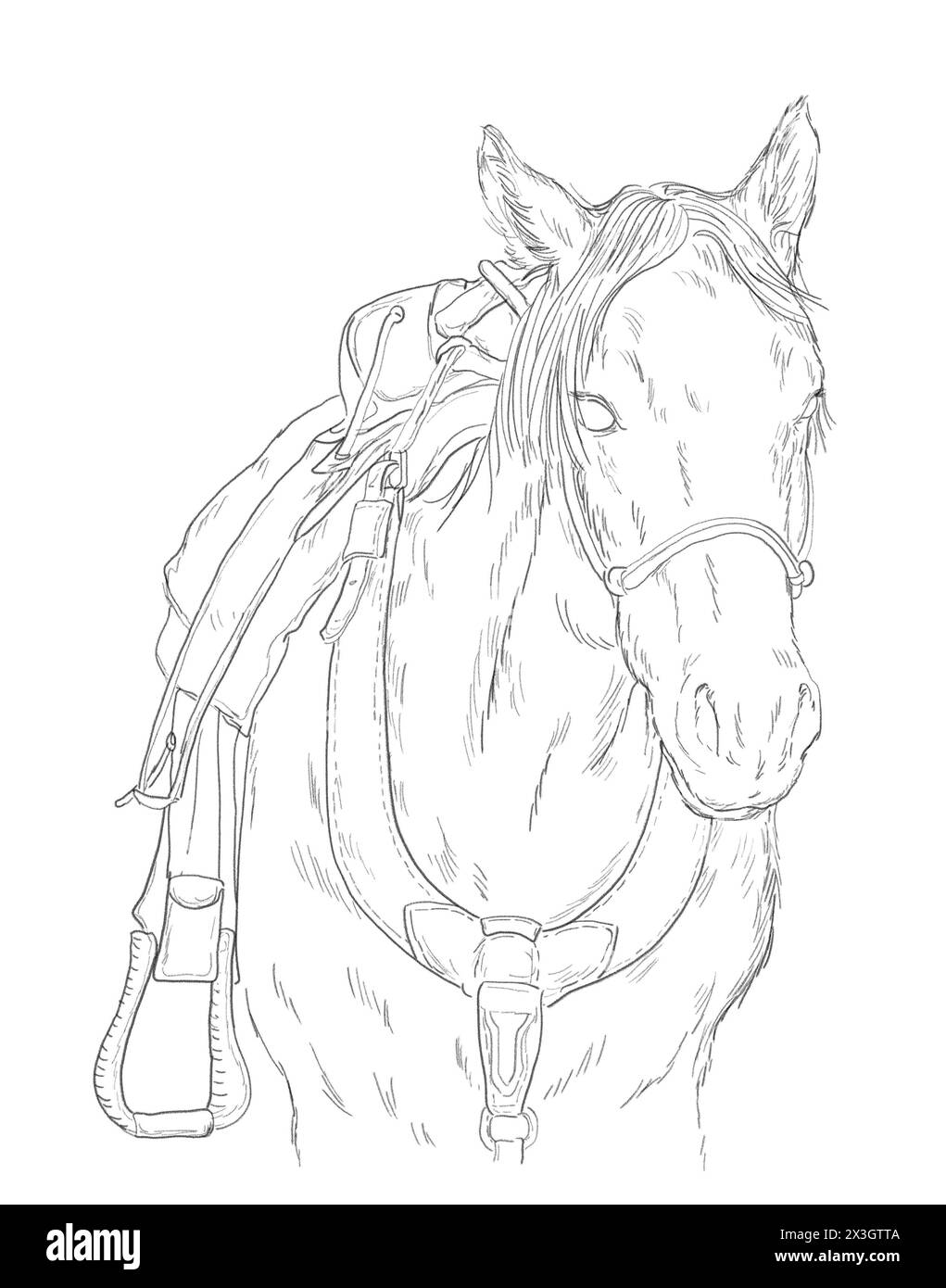 Portrait d'un jeune cheval avec selle occidentale. Dessin d'esquisse en noir et blanc. Concept d'animal de ferme. Banque D'Images