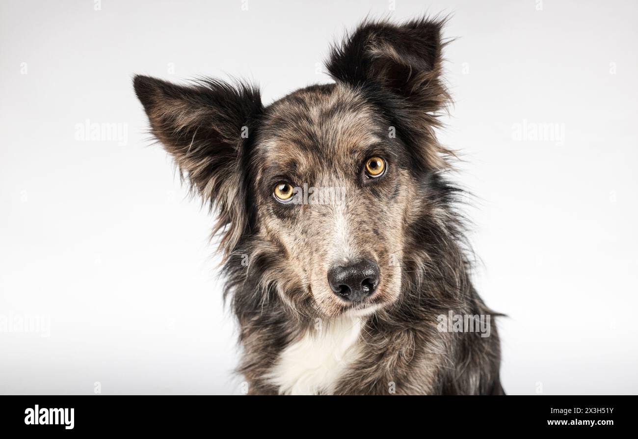 Portrait d'un border collie isolé sur un fond blanc Banque D'Images