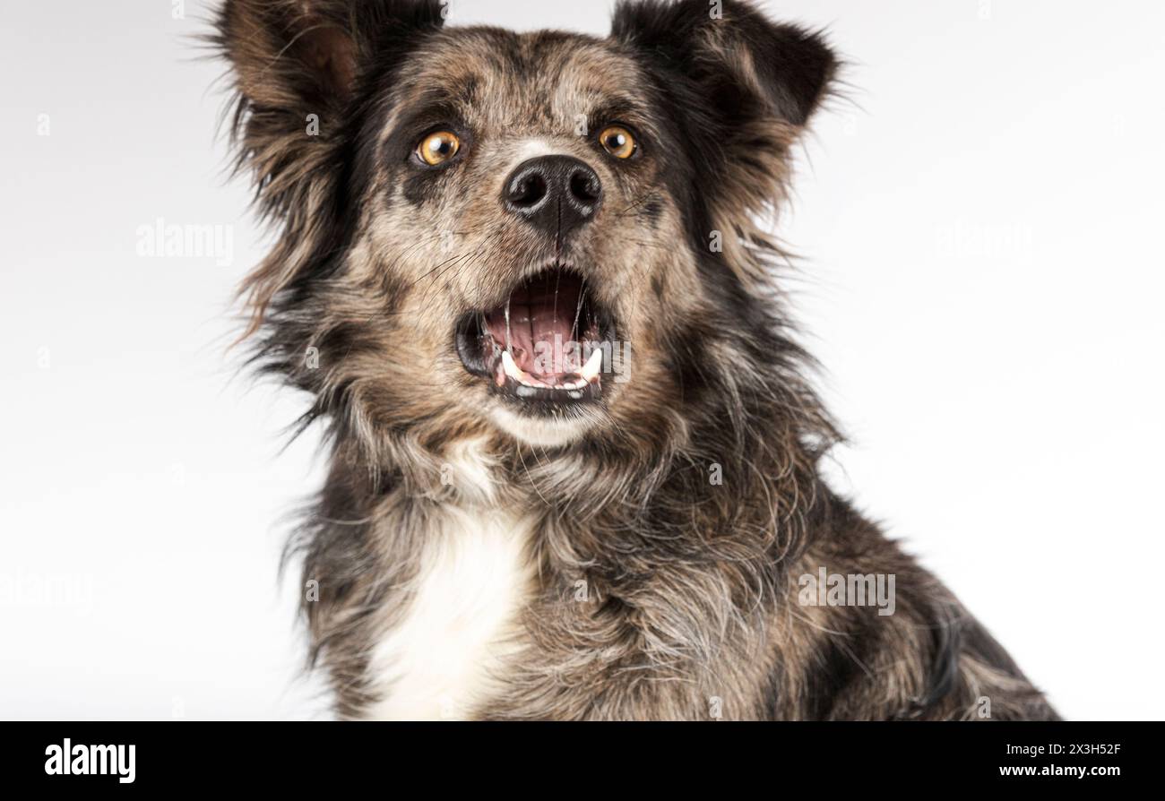 Portrait d'un collie de bordure drôle isolé sur un fond blanc Banque D'Images