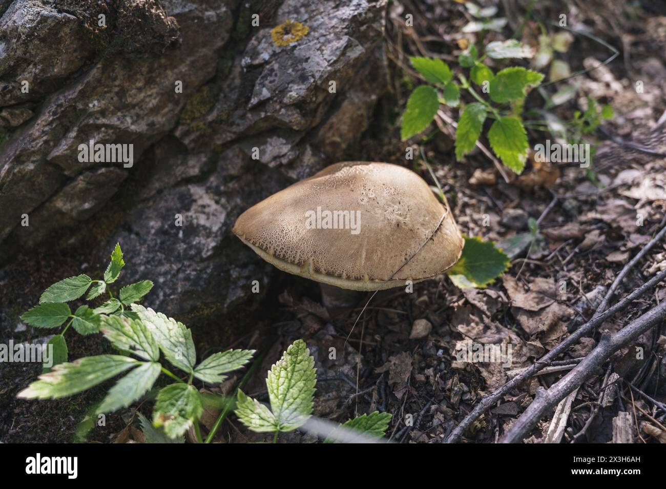 le champignon comestible avec un chapeau brun pousse dans la forêt en été Banque D'Images