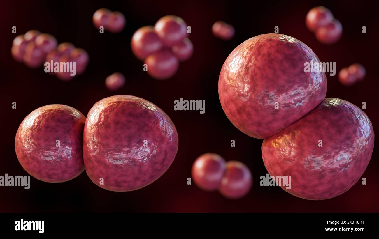 Rendu 3d de Pediococcus cerevisiae, couramment trouvé dans les matériaux de fermentation comme la choucroute, la bière et les cornichons Banque D'Images