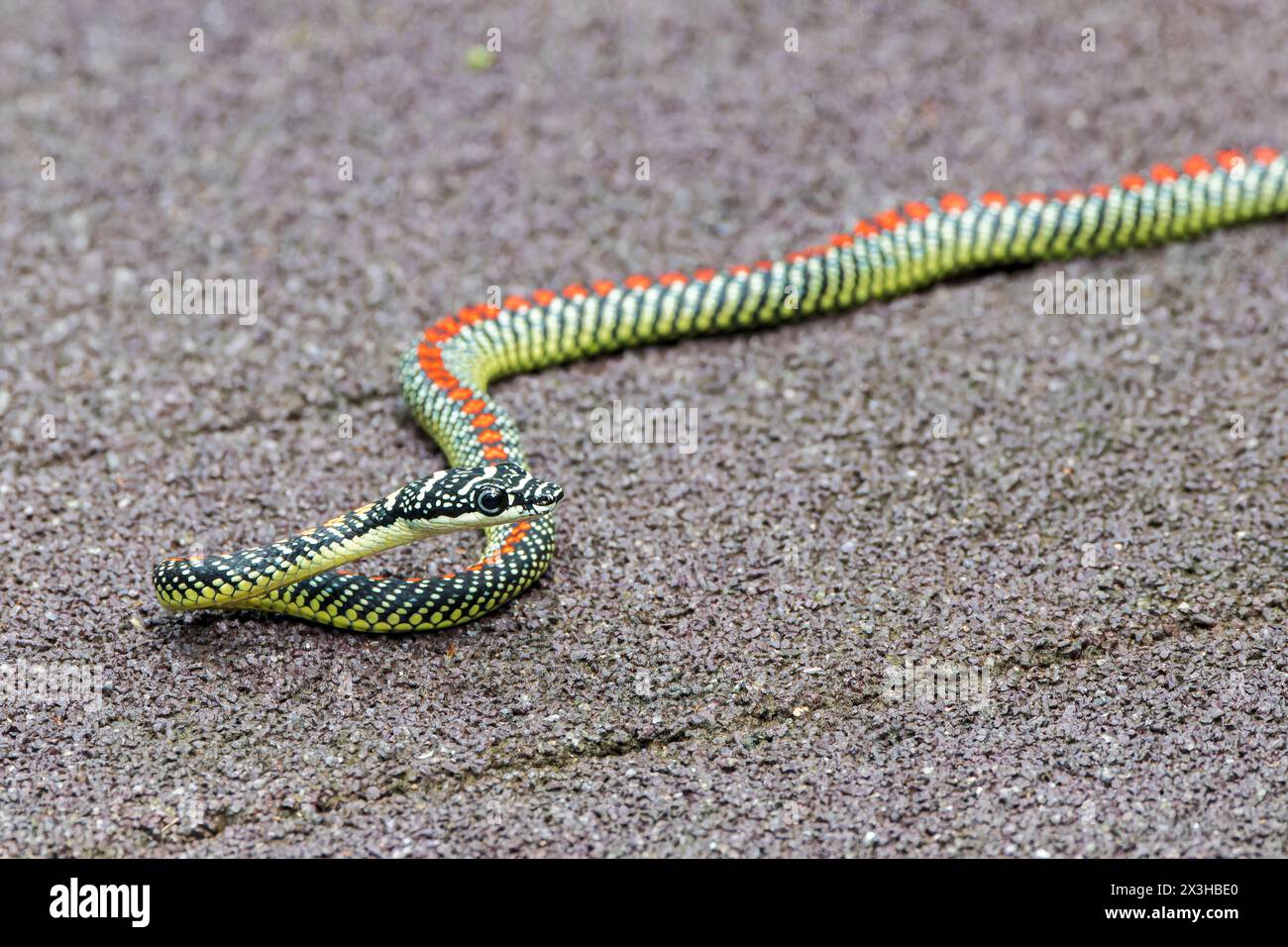 Serpent volant paradis ou serpent arbre paradis, Chrysopelea paradisi, adulte seul sur la promenade, Sungei Buloh, Singpore Banque D'Images