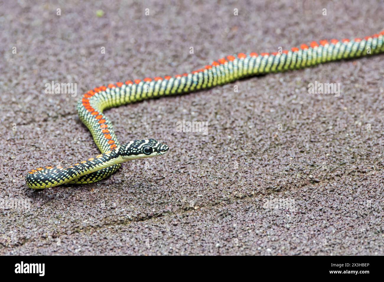 Serpent volant paradis ou serpent arbre paradis, Chrysopelea paradisi, adulte seul sur la promenade, Sungei Buloh, Singpore Banque D'Images