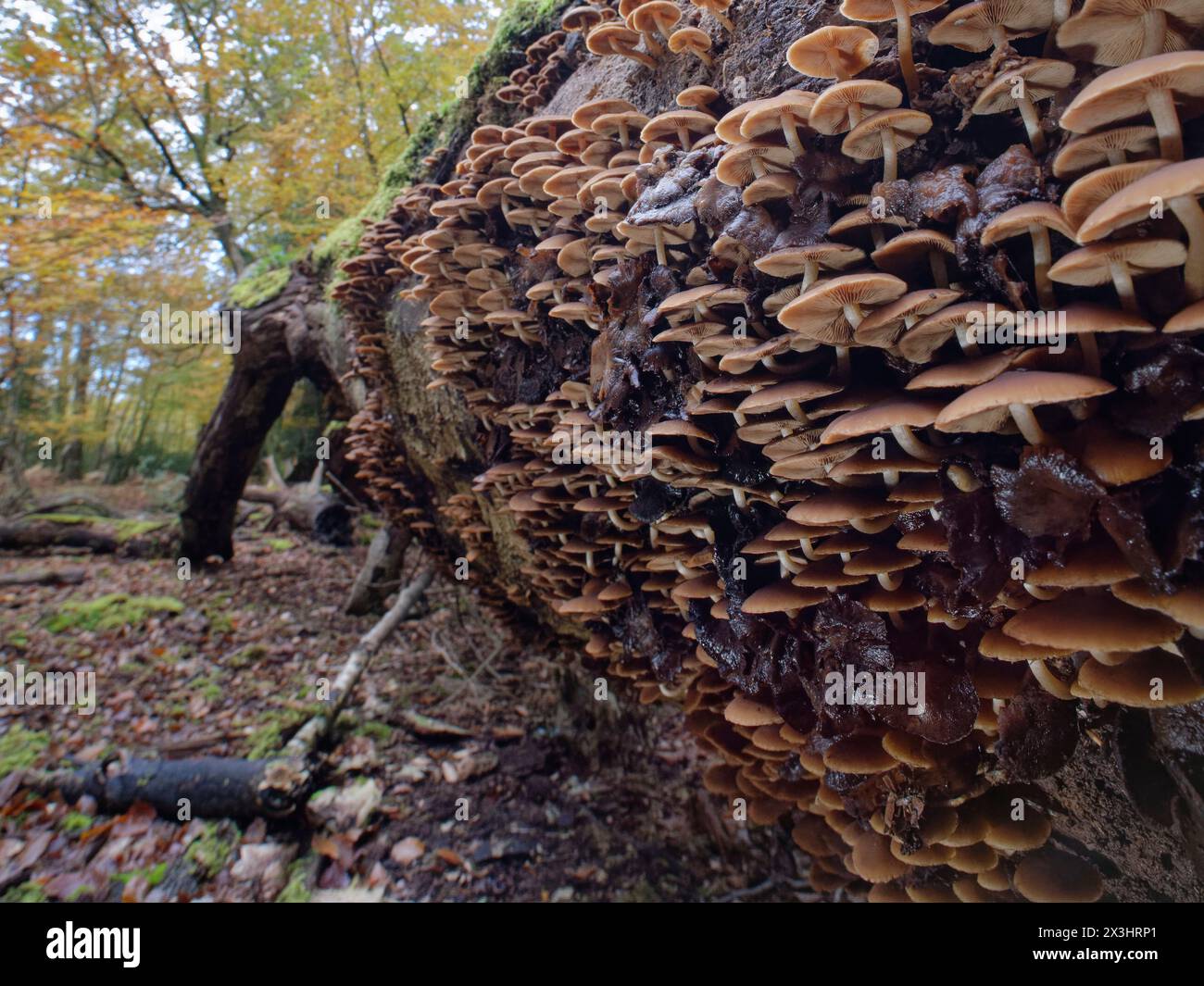 Moignon commun brittlestem (Psathyrella piluliformis) agrégat dense sur un tronc de hêtre déchu (Fagus sylvatica) pourri, New Forest, Hampshire, UK, Nov. Banque D'Images