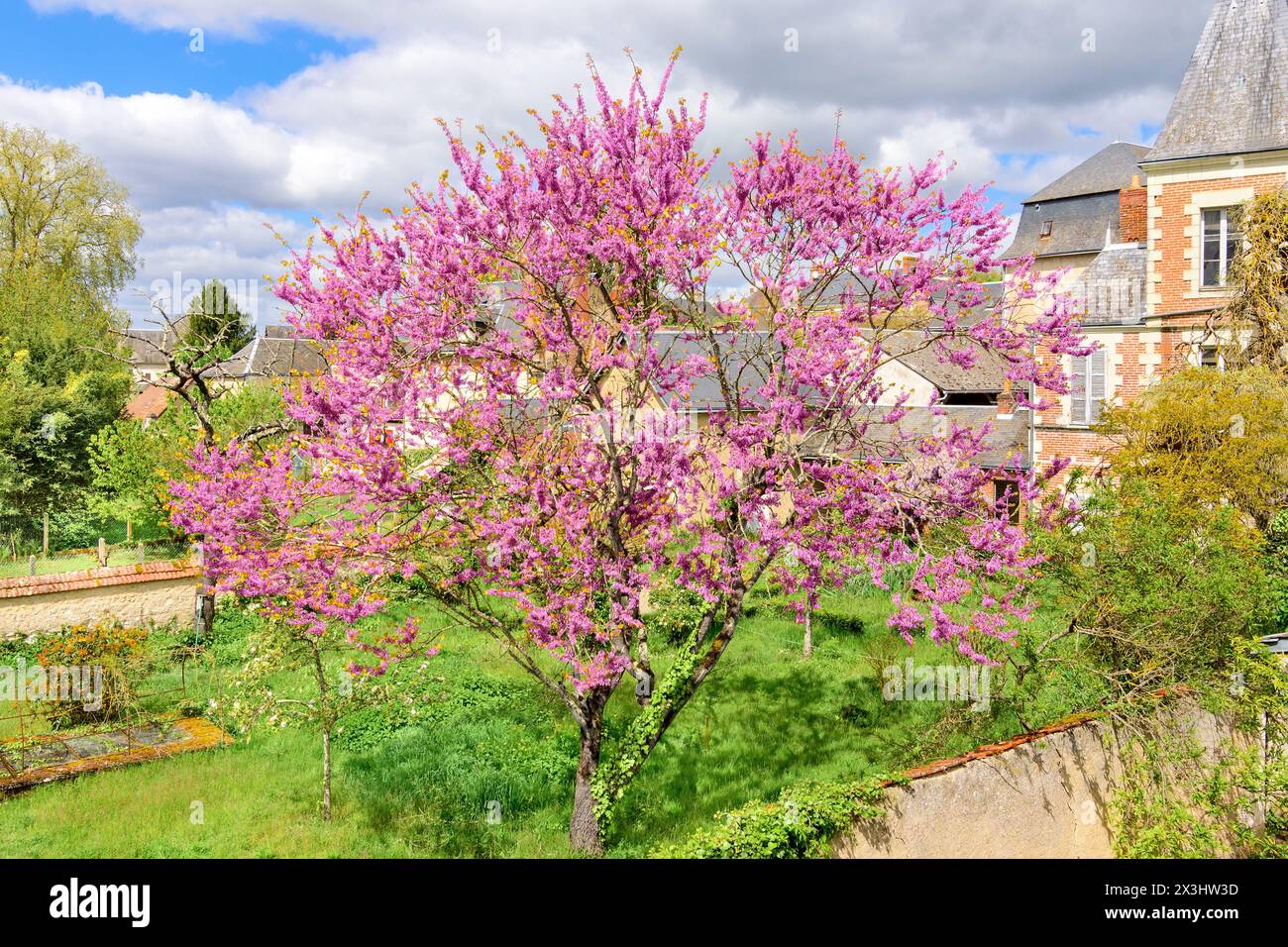 Floraison Purple Jacaranda (?) Arbre au printemps - sud-Touraine, France. Banque D'Images