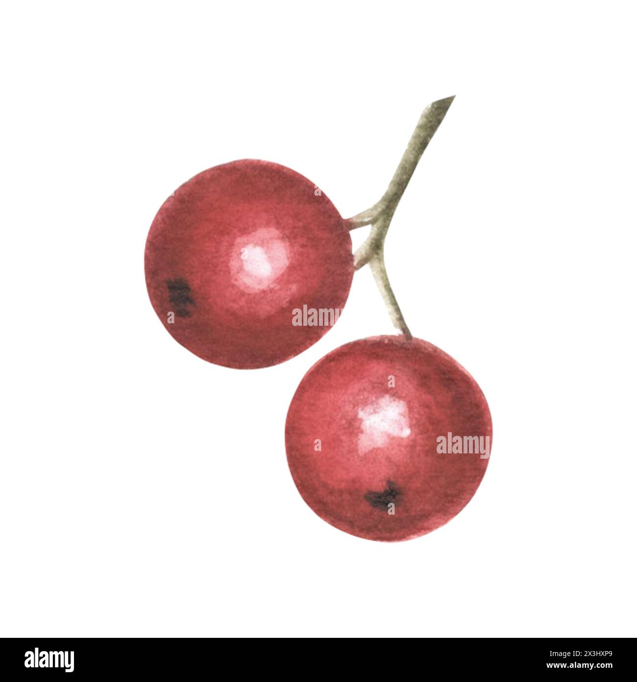 Baies de houx rouges. Été, récolte d'automne de nourriture. Baie ronde de forêt dans le style vintage. Illustration à l'aquarelle dessinée à la main de fruits végétaux. Isolé t Banque D'Images