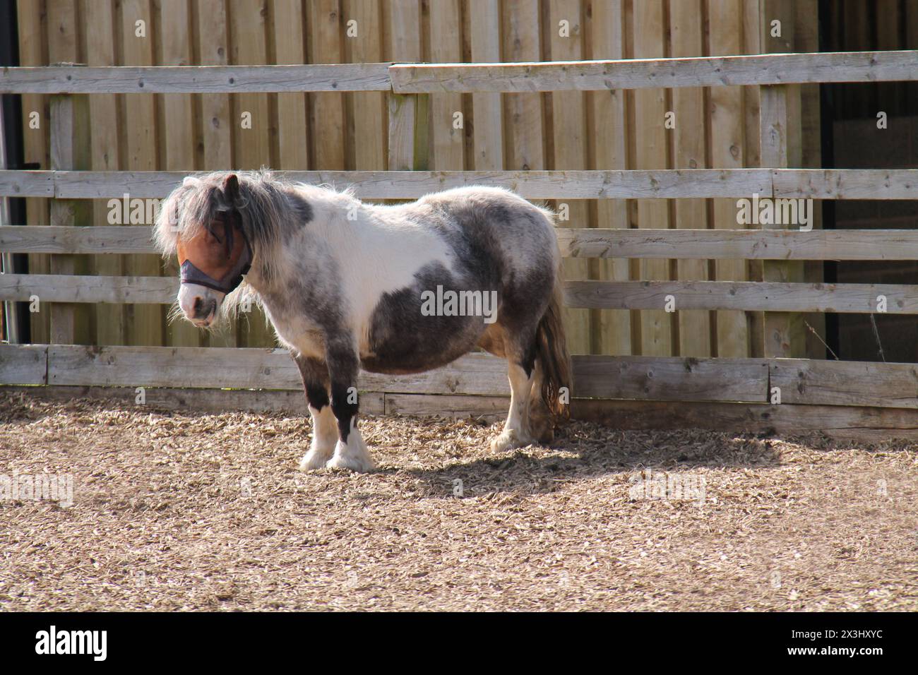 Un Mane aux cheveux longs sur un petit Shetland Pony Horse. Banque D'Images