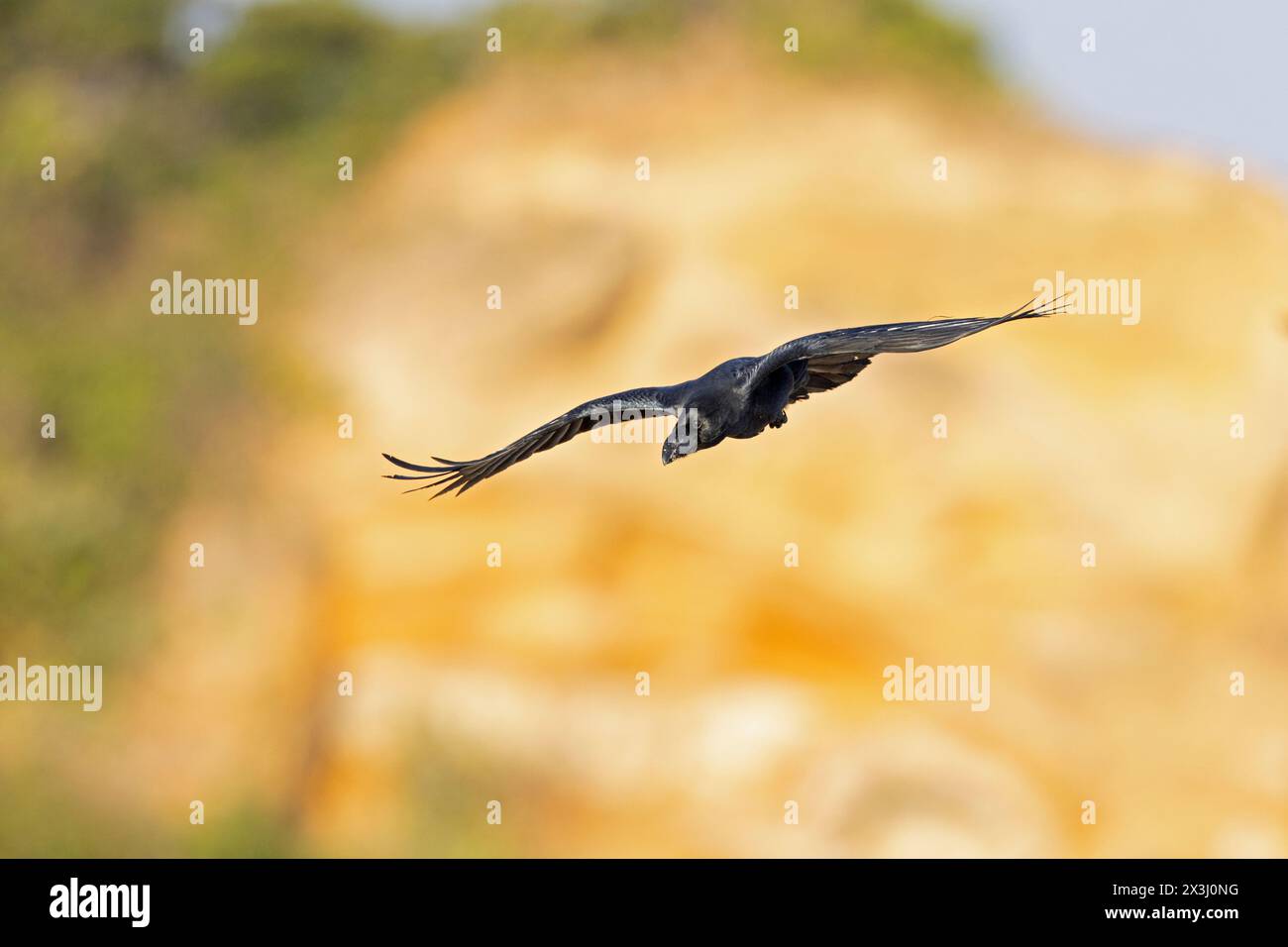 Corbeau à gros bec (Corvus macrorhynchos) en vol Banque D'Images