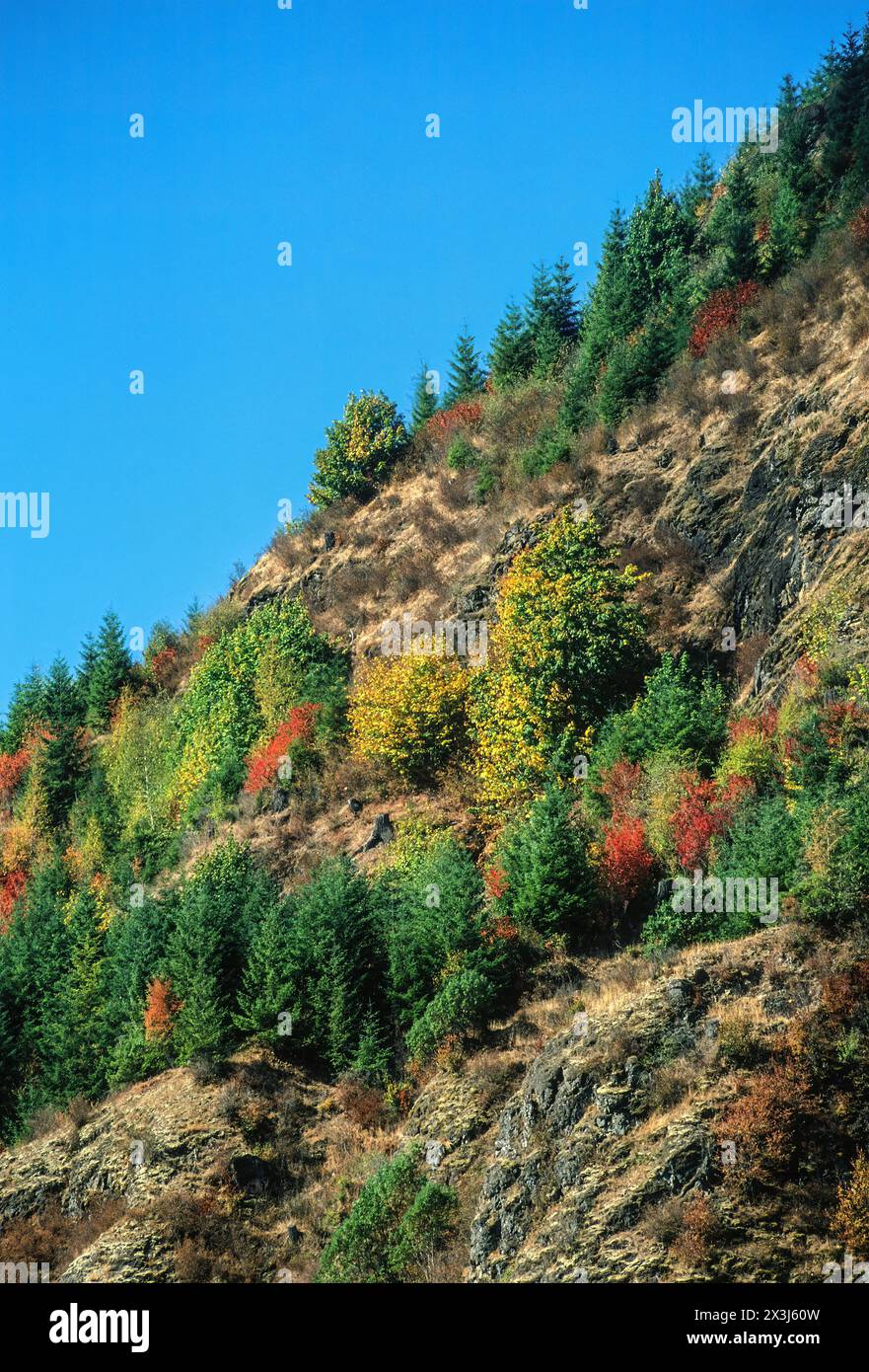 Mt. Saint Helens, Washington. Couleurs des feuillages d'automne le long de la State Highway 504 jusqu'à Mt. Saint Helens. Banque D'Images