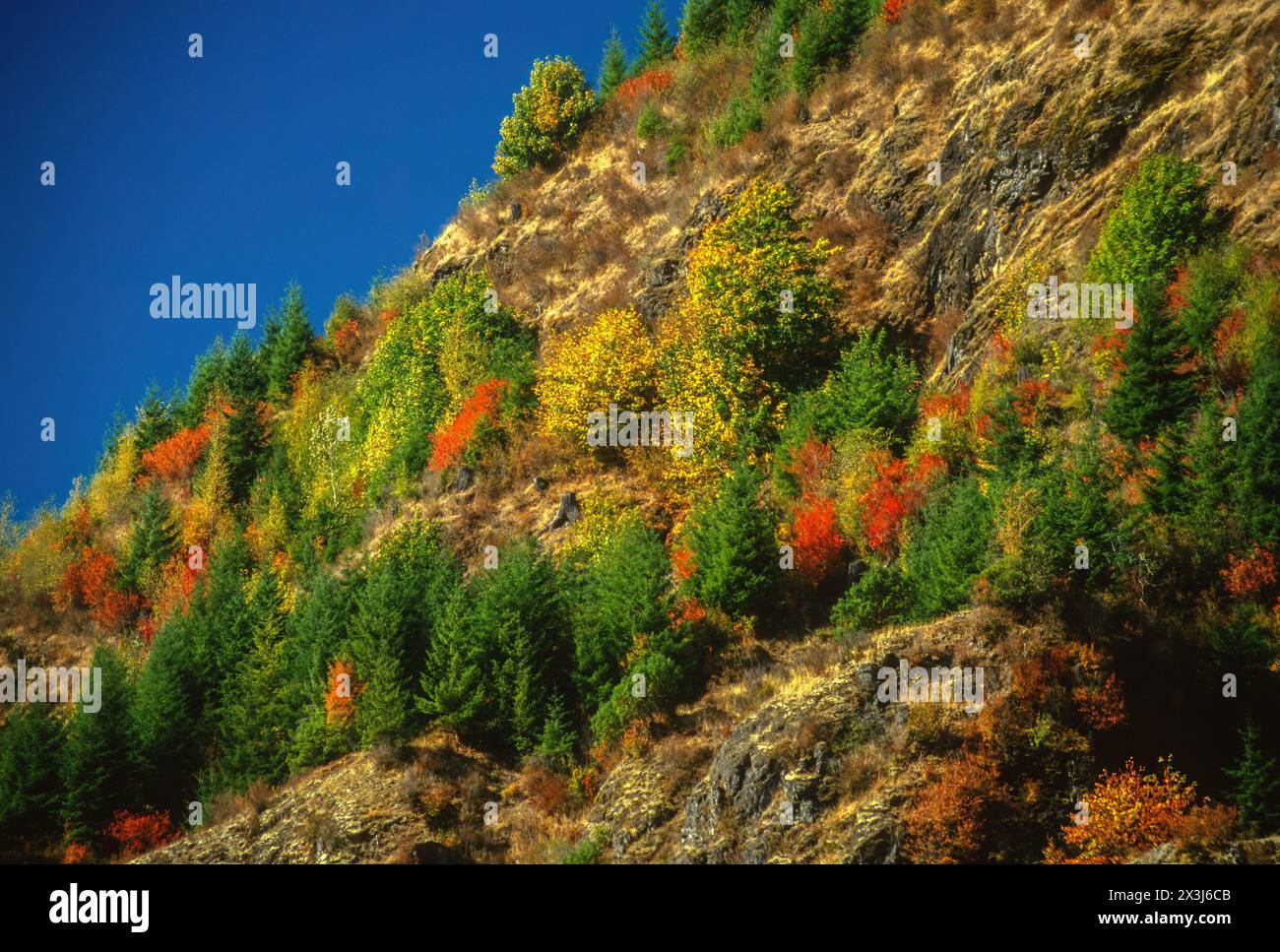 Mt. Saint Helens, Washington. Couleurs des feuillages d'automne le long de la State Highway 504 jusqu'à Mt. Saint Helens. Banque D'Images