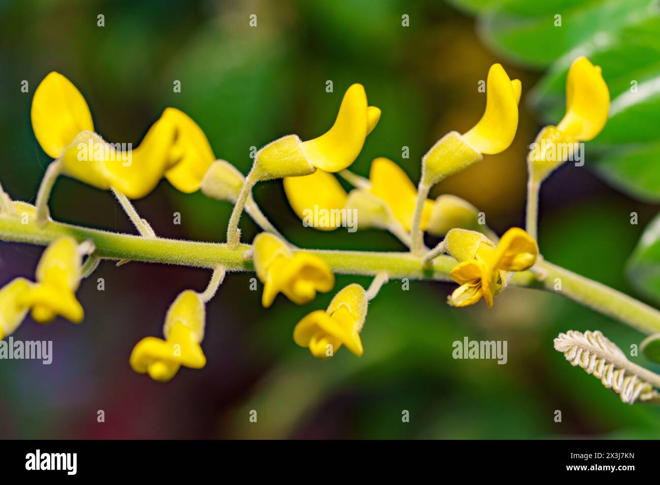Stock photo collier Pod Sophora tomentosa Banque D'Images