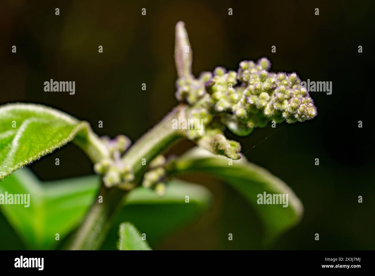 Macro plante faible profondeur de cocus Banque D'Images
