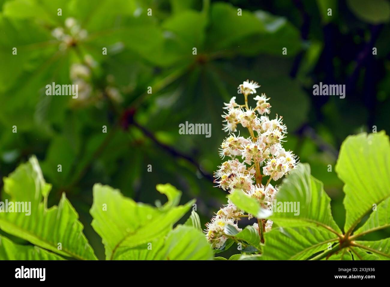 Inflorescence avec des fleurs ouvertes sur un châtaignier de cheval. Banque D'Images