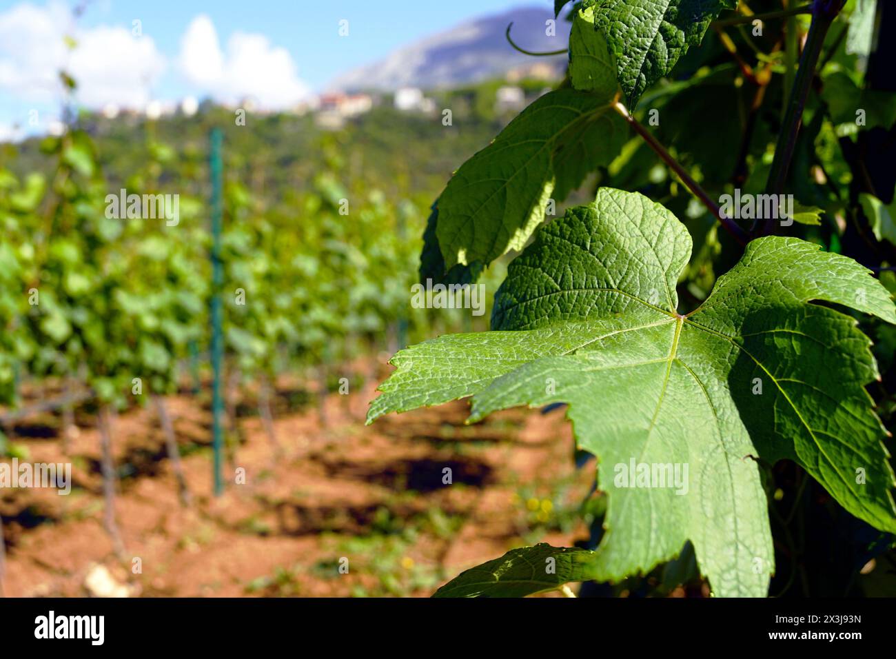 La jeune feuille verte de raisin est rapprochée. Détail du vignoble de printemps Banque D'Images