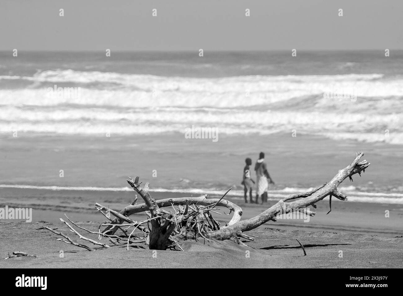 Driftwood sur la plage avec des gens et les vagues de l'océan derrière elle. Banque D'Images