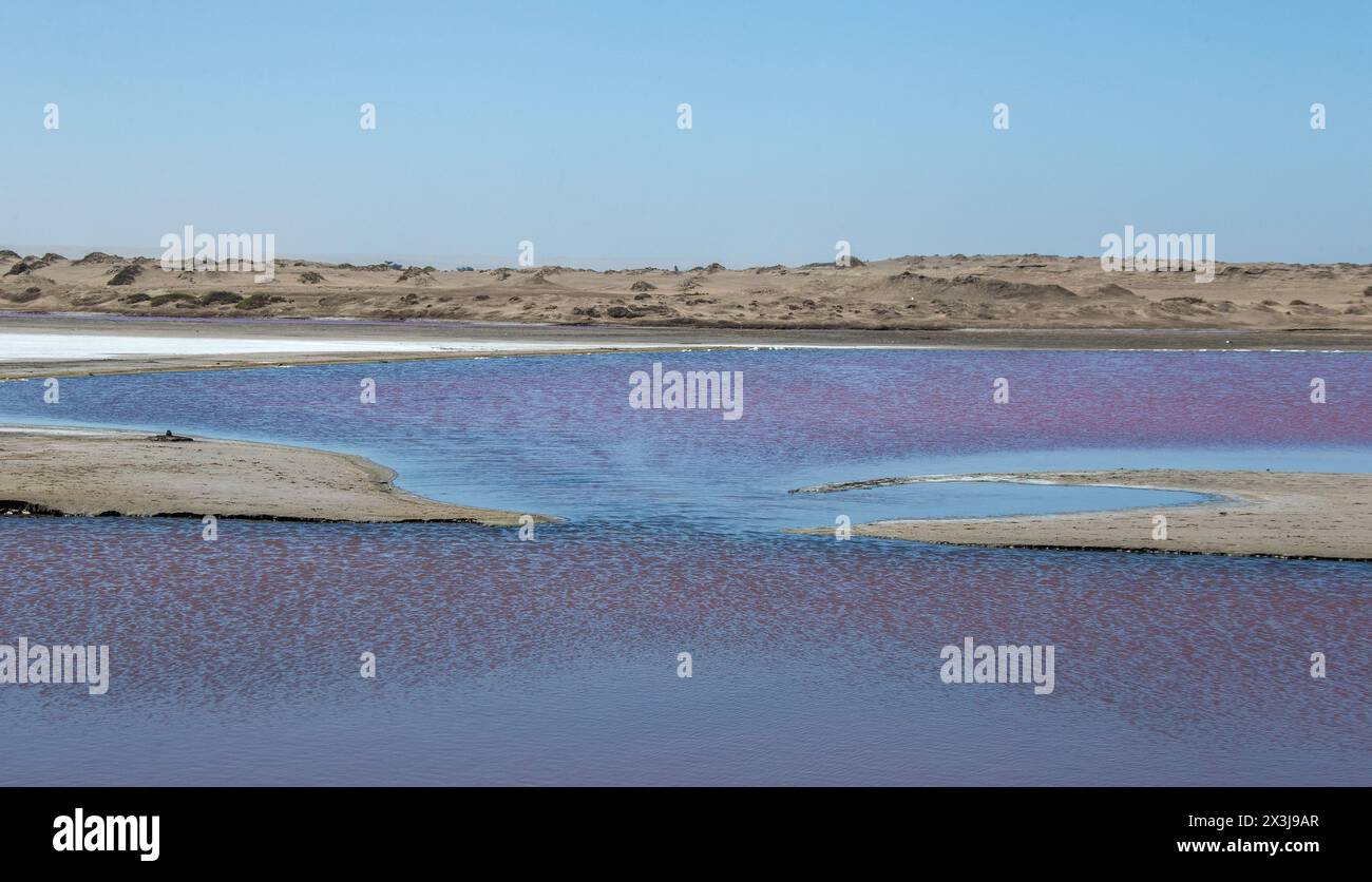 Algues roses dans le lagon entre la plage et le désert à Oranjemund. Banque D'Images