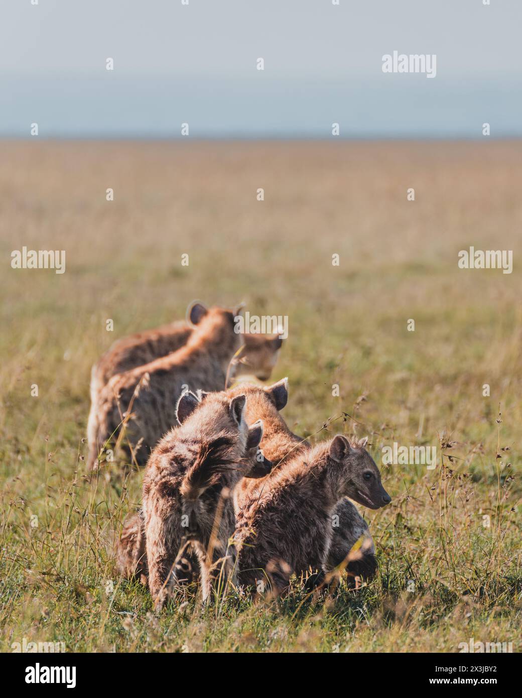 Famille Hyena en mouvement à Masai Mara Banque D'Images