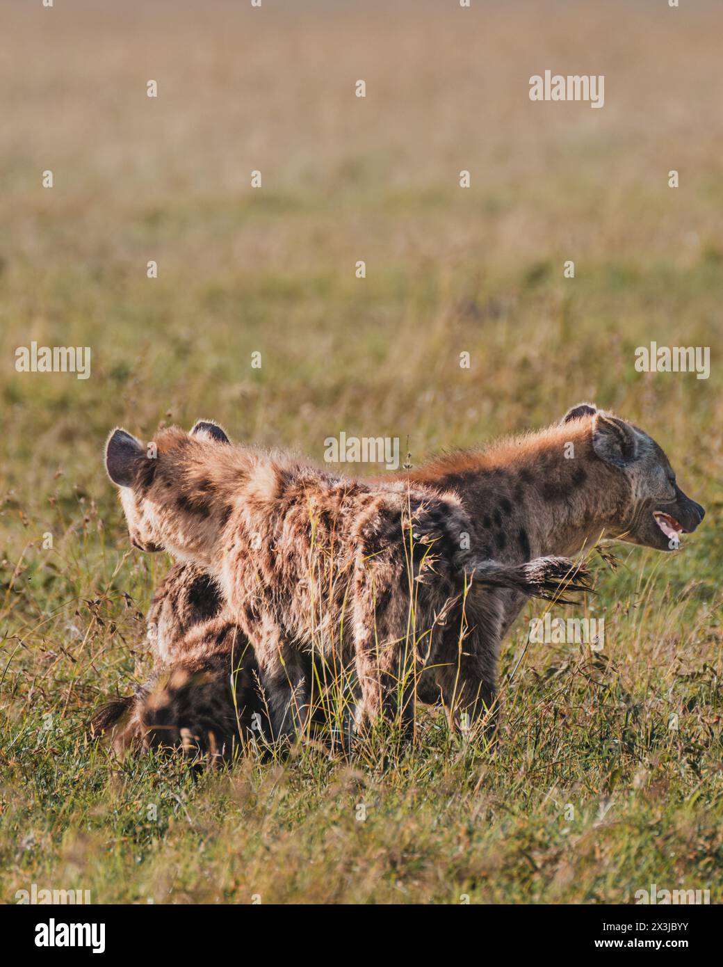 Famille Hyena en mouvement à Masai Mara Banque D'Images