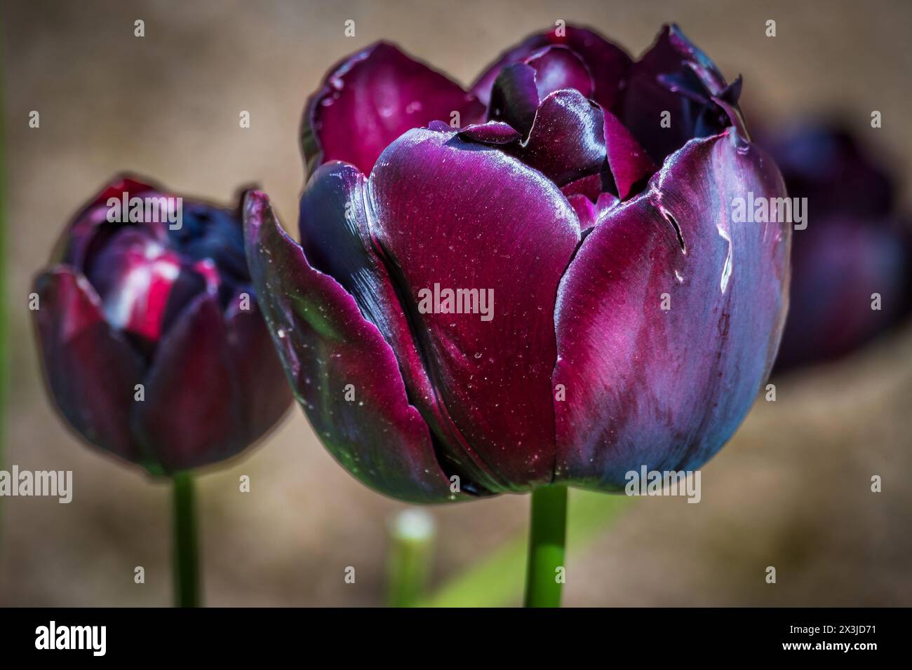 Fleur de tulipe de couleur pourpre foncé. Banque D'Images