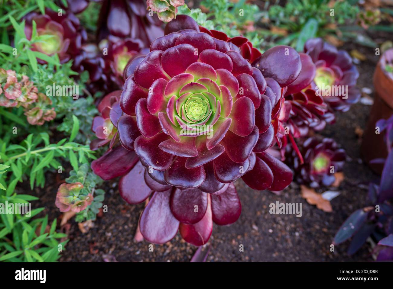 Aeonium Velour Purple succulent Banque D'Images