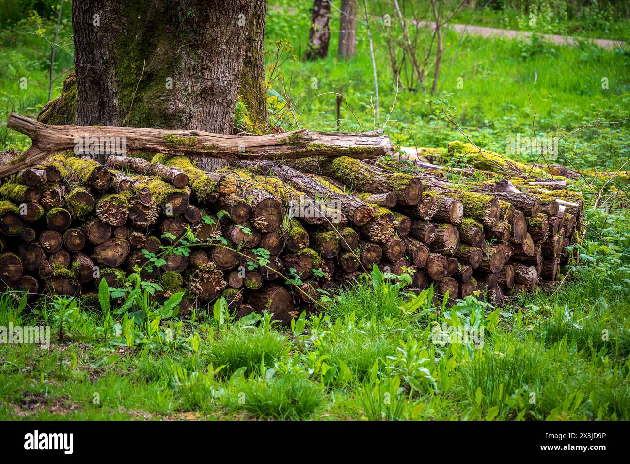 Un tas de bûches d'arbres tombés sur le sol de la forêt. Banque D'Images