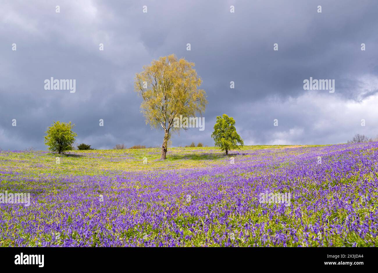 Printemps, Bluebells et bouleau argenté dans la campagne britannique, Grande-Bretagne, Royaume-Uni Banque D'Images